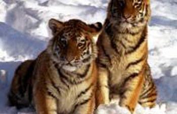 Первый в мировой истории «тигриный саммит» пройдет в России