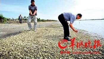 Китайские продукты рыбоводства загрязнены промышленными отходами
