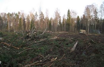 Волонтёры Гринпис добились пресечения лесных нарушений в Лужском районе