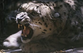 Ирбис погиб в петле браконьера в Иркутской области, где обитание хищника было под вопросом