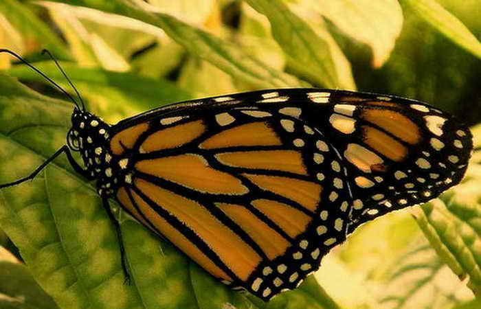 Экология: численность популяции бабочки Монарх в Северной Америке сократилась в несколько раз