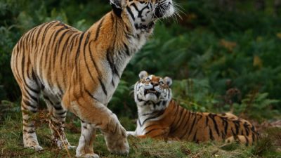 На охрану амурских тигров WWF России выделит более 17 миллионов рублей