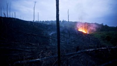 Экологи и власти Сингапура требуют потушить горящие леса на Суматре