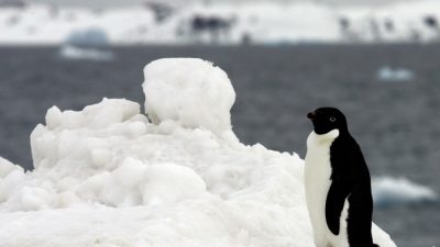Российская делегация сводит на нет всемирные усилия по защите Антарктики