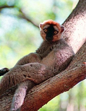 Нелегальная вырубка лесов ведет к вымиранию лемуров на Мадагаскаре