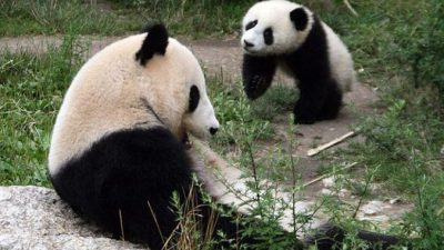Ради панд в Китае переселят более 170 тысяч жителей