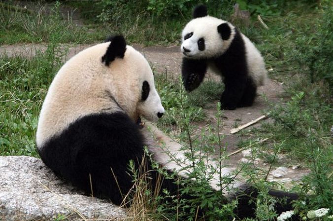 Ради панд в Китае переселят более 170 тысяч жителей
