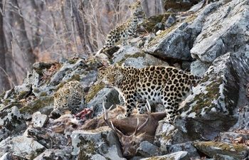 Самый редкий в мире леопард