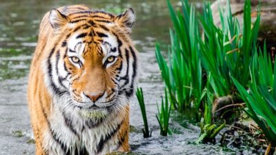 Амурским тиграм угрожает голод из-за сильных снегопадов