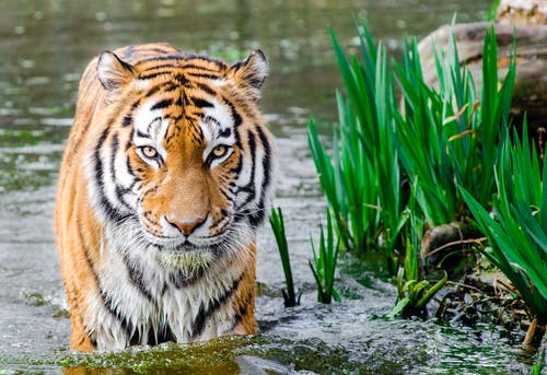 Амурским тиграм угрожает голод из-за сильных снегопадов