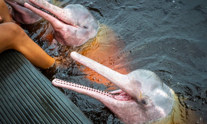 Рыбаки разгадывают тайны розовых речных дельфинов