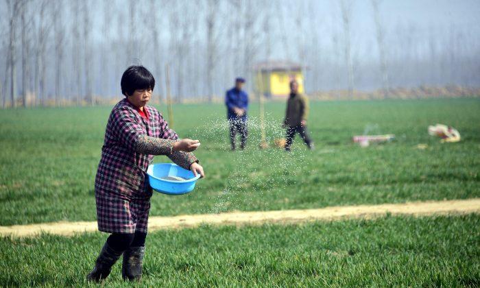 Китайские фермеры работают на пшеничном поле в уезде Чипин, провинция Шаньдун, Китай, 15 марта 2017 года. (STR/AFP/Getty Images) | Epoch Times Media