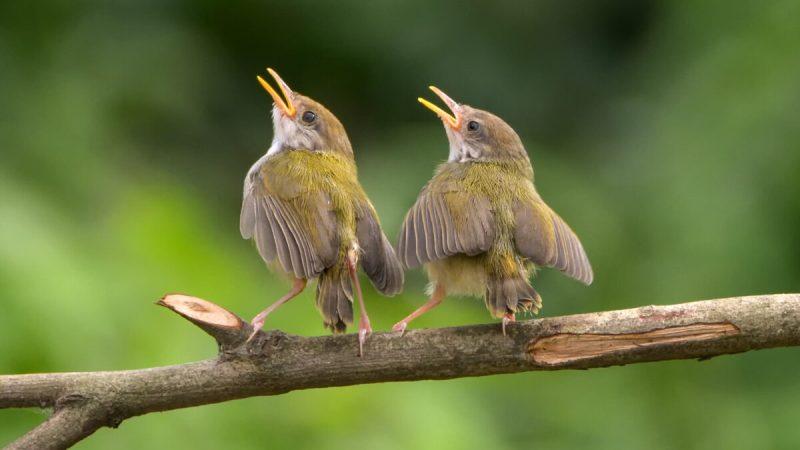 Пара полосатокрылых птиц приний поют на ветке дерева. ((DS light_photography/ Shutterstock) | Epoch Times Media