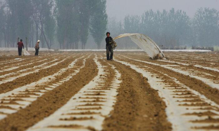 Китайские фермеры на окраине Пекина, Китай, 16 апреля 2008 года. (Guang Niu/Getty Images)
 | Epoch Times Media