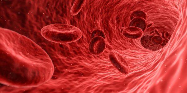Красные кровяные тельца движутся по кровеносным сосудам. (Pixabay)