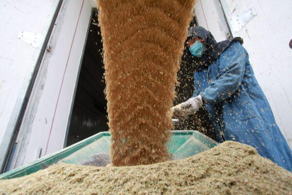 Рабочий рядом с машиной, перевозящей собранное рисовое зерно на склад в Янчжоу, провинция Цзянсу, Китай, 25 октября 2019 года. (Stringer/Reuters)