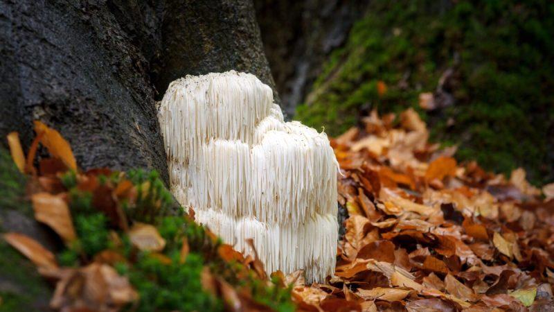 Редкий съедобный гриб львиная грива, он же hericium erinaceus, имеет неповторимый внешний вид. Fotografiecor.nl/Shutterstock
 | Epoch Times Media