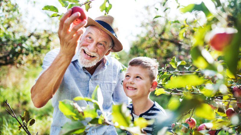 Яблоки увлажняют, особенно ваши легкие, что идеально, поскольку воздух высыхает в осенние и зимние месяцы. (Halfpoint/Shutterstock)
 | Epoch Times Media
