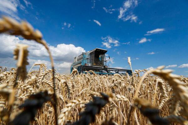 Сбор урожая пшеницы возле села Гребени в Киевской области, Украина, 17 июля 2020 года. (Valentyn Ogirenko/Reuters)