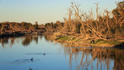 Гидропонные растения Австралии вытягивают из воды «неразрушимые» химические загрязнители