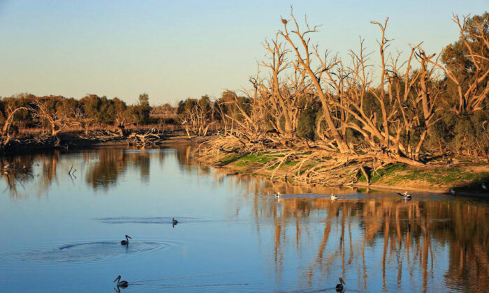 Гидропонные растения Австралии вытягивают из воды «неразрушимые» химические загрязнители