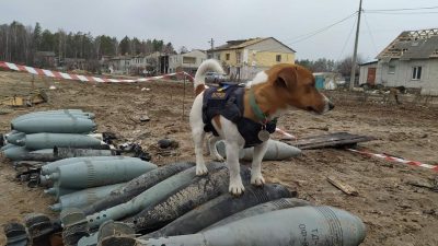 За разминирование украинских городов пёс Патрон получил награду от президента Зеленского