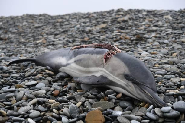 В Чёрном море массово гибнут дельфины