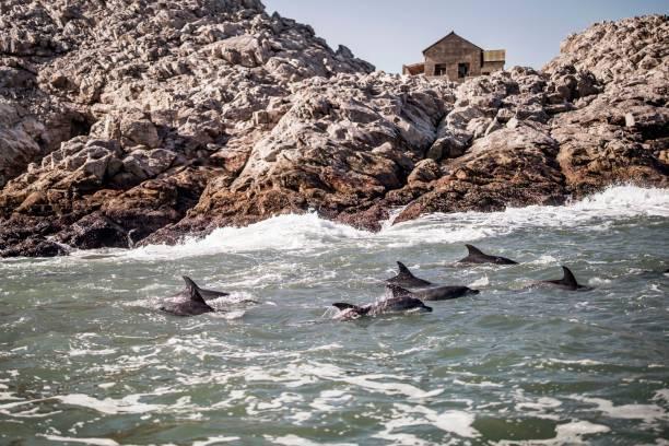 Потеряв ориентировку, дельфины не могут идентифицировать добычу и могут голодать, заблудиться и запаниковать, случайно заплывая на скалы или на берег. Фото: MARCO LONGARI/AFP via Getty Images