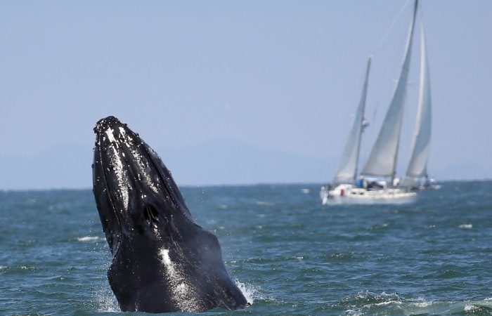 Почему морские парки перестали быть безопасными убежищами для китов?