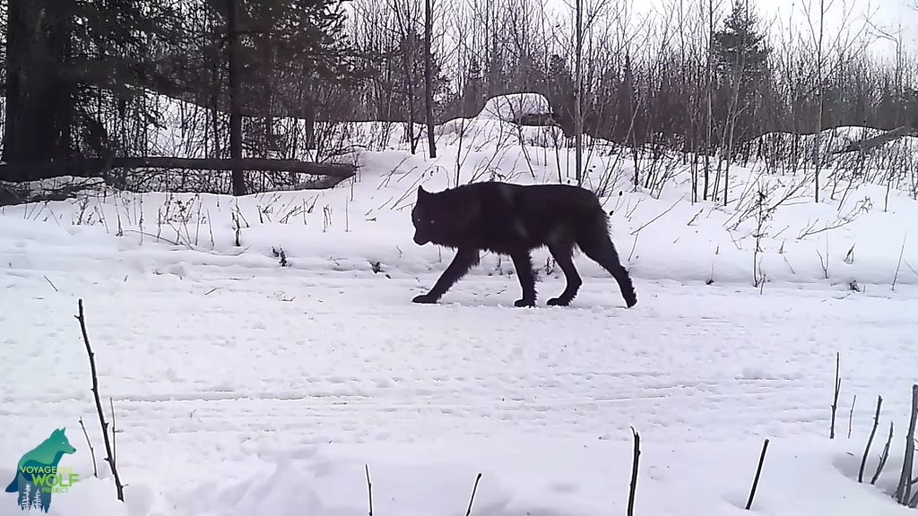 Редкий одинокий чёрный волк попал на камеру дикой природы в Миннесоте