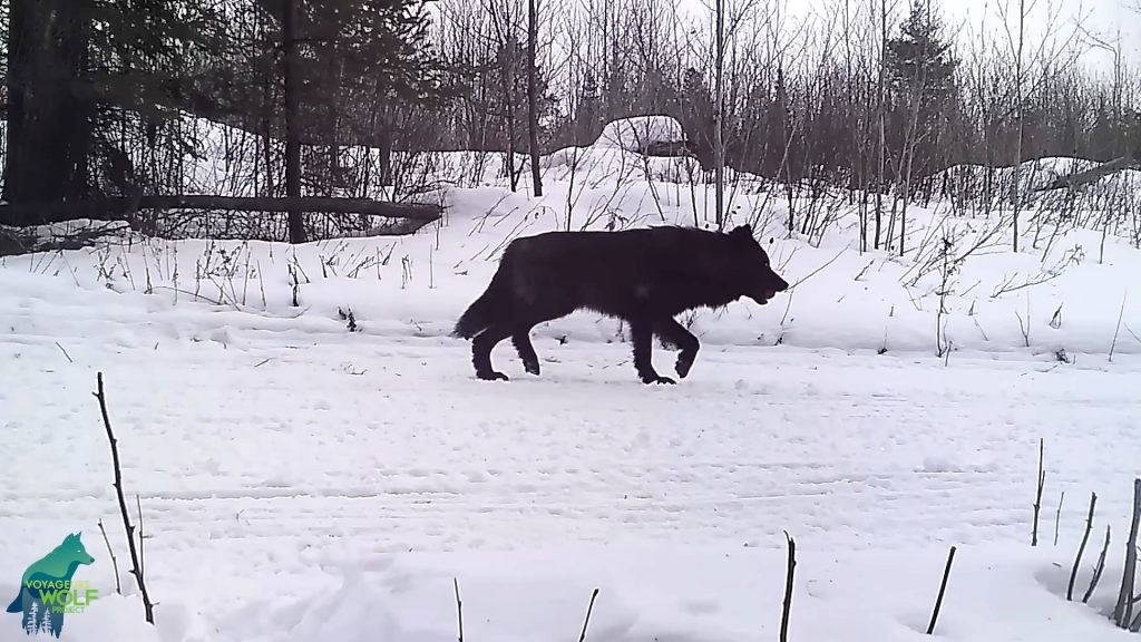 Редкий одинокий чёрный волк попал на камеру дикой природы в Миннесоте