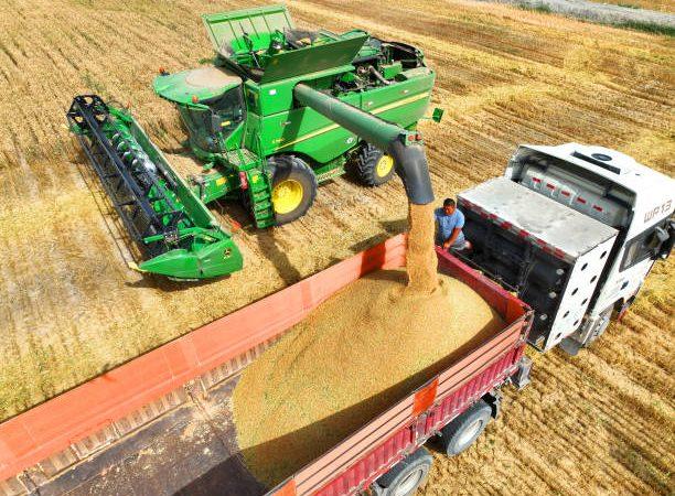 Пять европейских стран потребуют продления запрета ЕС на украинское зерно
