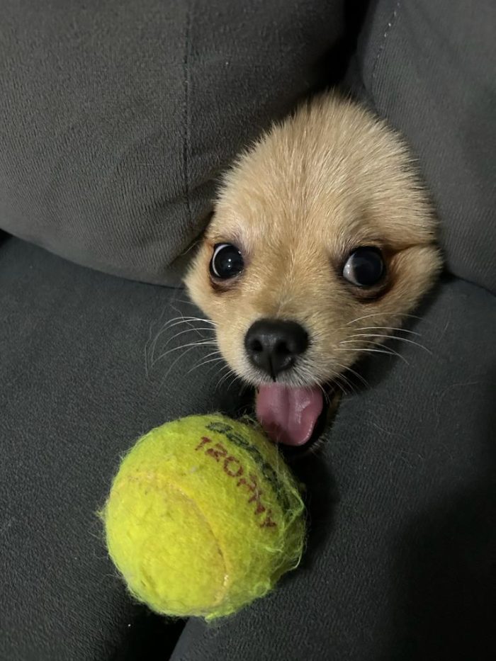 Собаки, теннисные мячи, кошачьи прыжки и многое другое