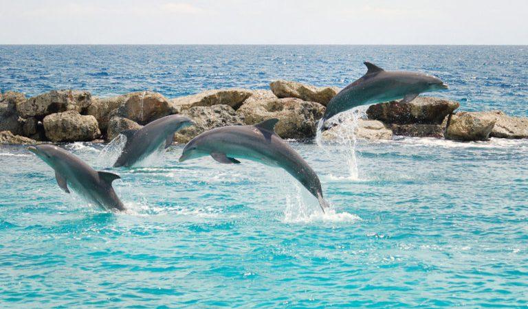 Остаётся загадкой, почему дельфины приходят на помощь людям в опасных ситуациях