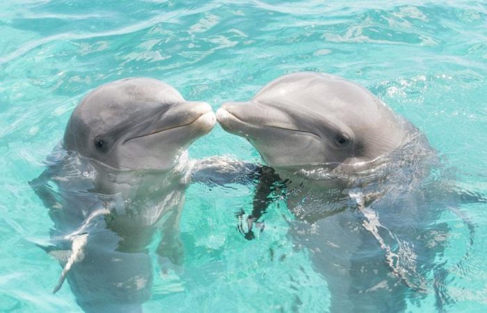 Остаётся загадкой, почему дельфины приходят на помощь людям в опасных ситуациях