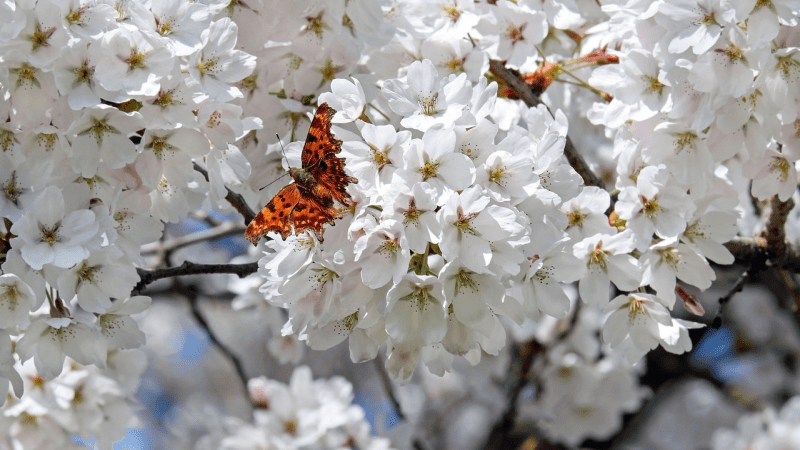 (pixabay.com/photos/butterfly-flowers-pollinate-2169269) | Epoch Times Media