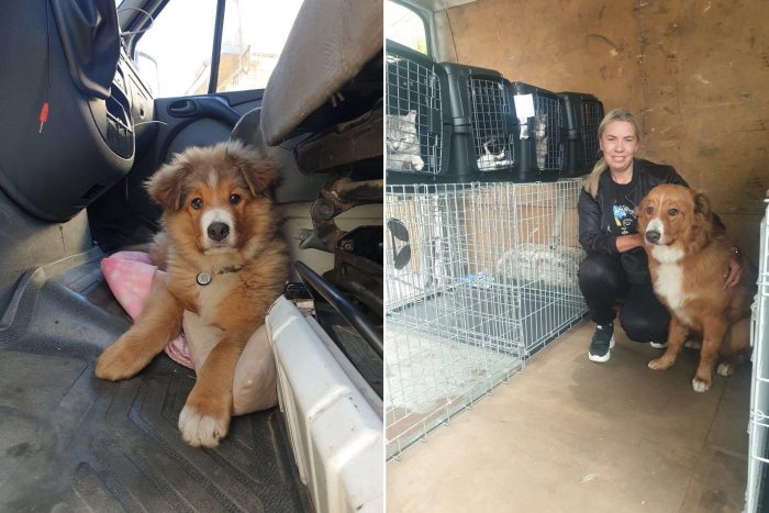 Украинские волонтёры спасают брошенных животных во время войны с риском для жизни
